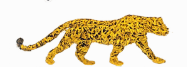 jaguar telework